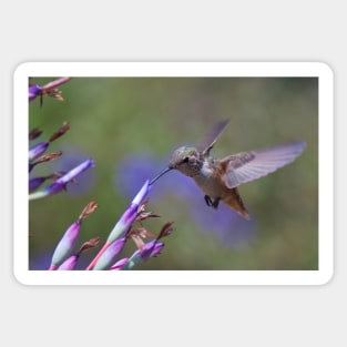 Allen's Hummingbird Sticker